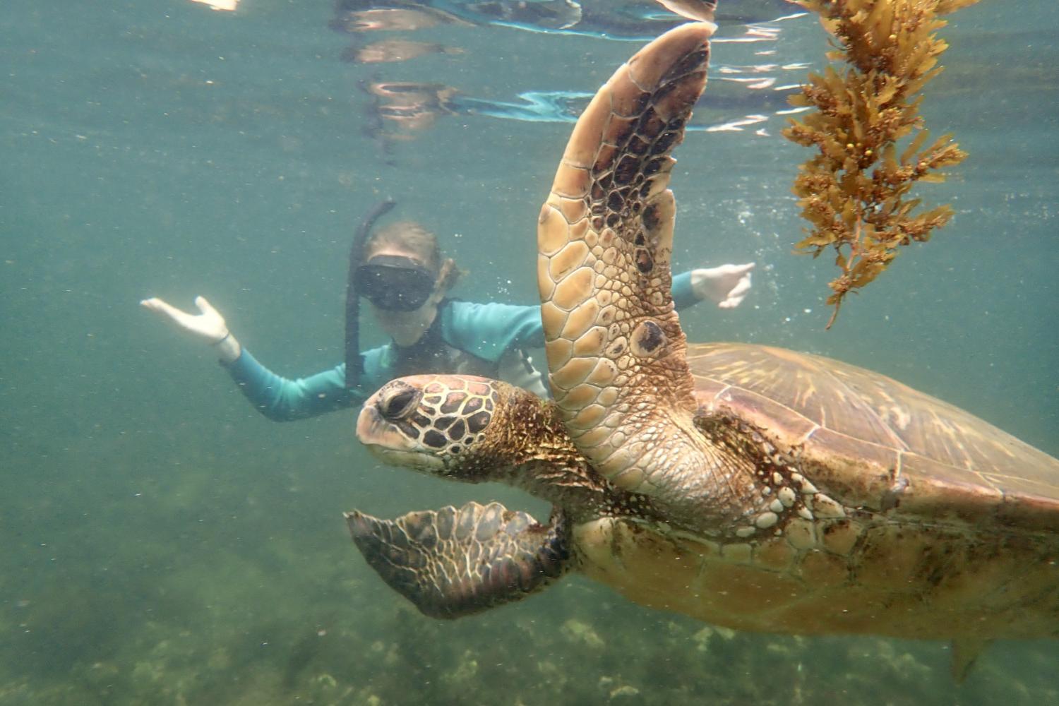 一名<a href='http://etpk.ngskmc-eis.net'>博彩网址大全</a>学生在Galápagos群岛游学途中与一只巨龟游泳.